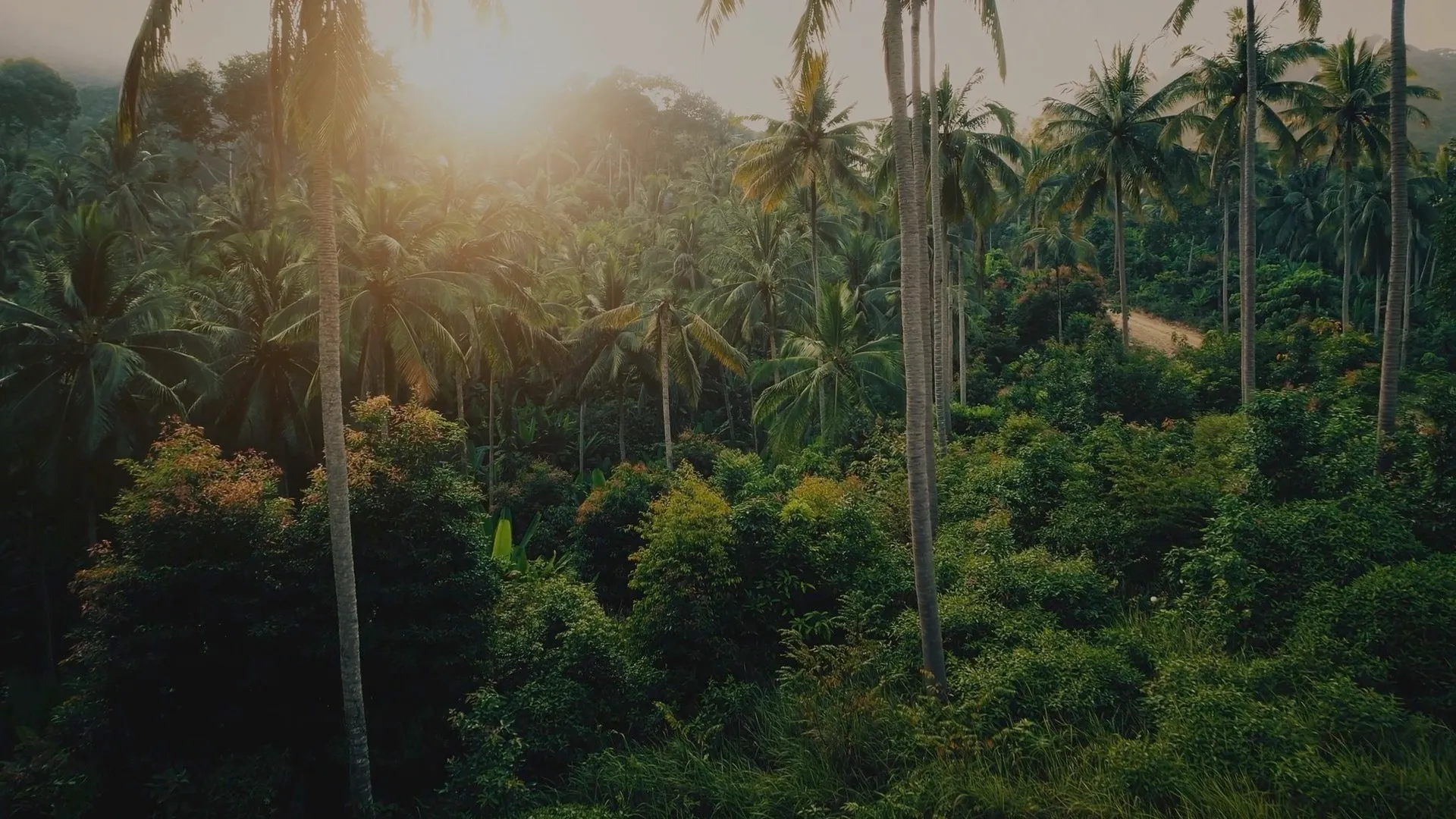 AS 0 07 Palms