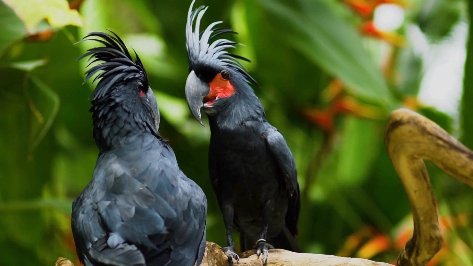 AS 1 02 Cockatoo